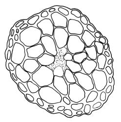 Kiaeria spenceri, stem cross-section. Drawn from G.O.K. Sainsbury 5434, CHR 535054.
 Image: R.C. Wagstaff © Landcare Research 2018 